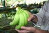 Banana dispute draws to close