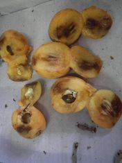 Loquats seized by the RPA in the case