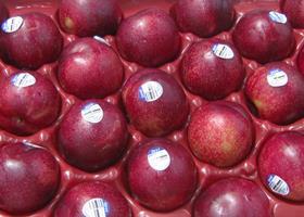 Chilean plums Oppy