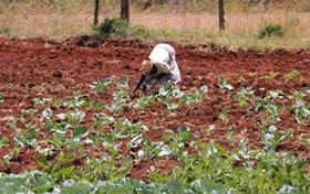 Kenyan grower