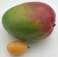 Tesco introduces mini mangoes