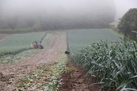 Northern Ireland leeks