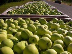 Washington apple crop down on estimates