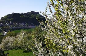 Eva Apple blossom Austria Styria