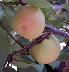 Spain unveils new apricots