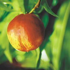 Nectarines are the main export fruit from the region