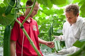 Nunhems Cucumbers