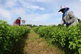 Farming in Thailand