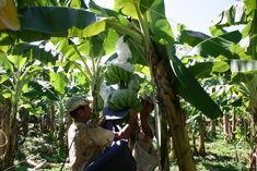 Colombian banana workers strike