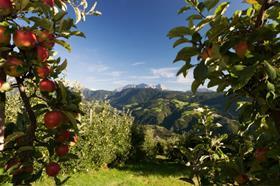 South Tyrol Vog apple orchard