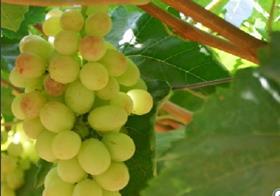 Indian grapes