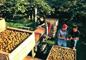 New Zealand kiwifruit production