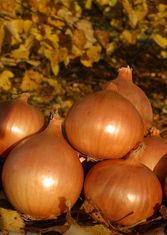 Onions yield to rain