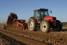 Onions yield to rain