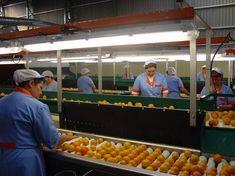 Bumper citrus crop looms