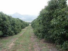 Chilean avocado exports slip