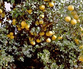 Grapefruit on tree