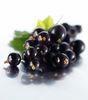 Blackcurrants in MRSA link