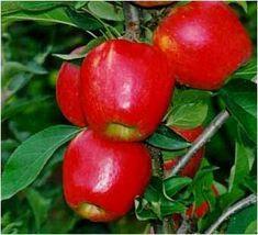 Kent-grown Rubens makes its UK market debut