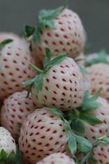 Waitrose launched the pineberries in April