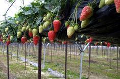 Tesco lauds English strawberry season