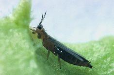 Defra is making a substantial investment in research projects to tackle thrips and other pests