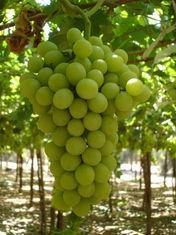 A window of opportunity for Egyptian grape industry