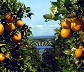 Southern Hemisphere citrus
