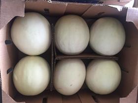 DFI melons Hazel Melon