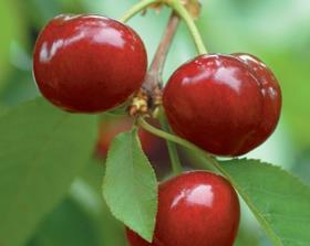 Chile cherries