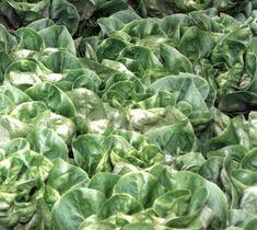 Major lettuce glasshouse project faces opposition