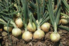 Southern hemisphere knows its onions