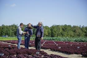 Rijk Zwaan organic lettuce field