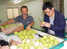 Argentina first pears bound for China