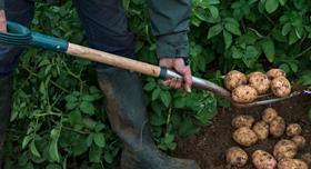 Tesco organic unwashed potatoes