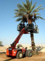 Israeli date yields blossom