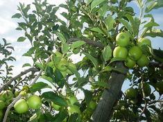 French apple players merge