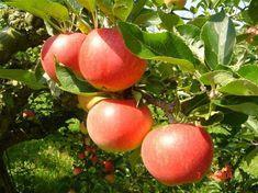 English apple season set for earliest July start