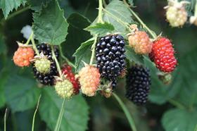 EmcoCal blackberries