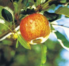 Chilean apple exports to UK down