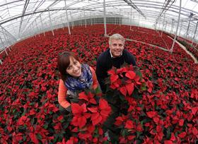poinsettia nicky and kevin co-op