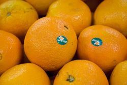 Vitor navel oranges Australia