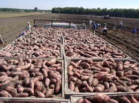 North Carolina Sweet Potatoes crops