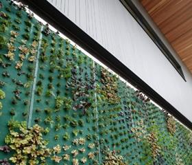 Waitrose store green wall