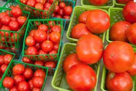 UF IFAS tomatoes