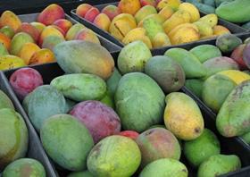 mangoes