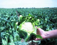 Cauliflower supply plummets