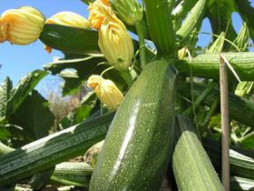 GEN bigstock-courgettes-21622