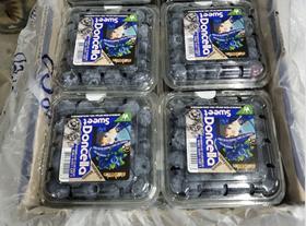 Exportadora Reina Sur â€“ Chilean blueberries