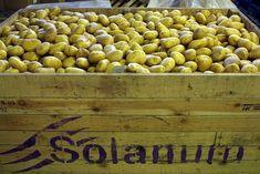 Solanum  is aiming to give children an insight into the benefit of vegetables